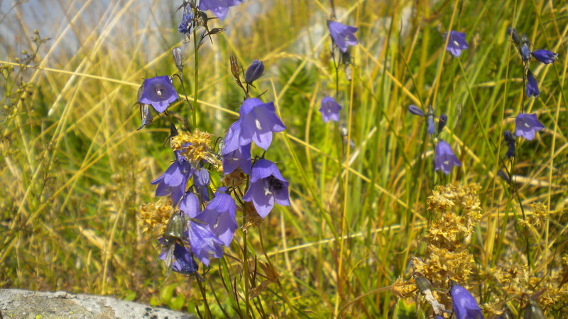 Campanula App.Reggiano